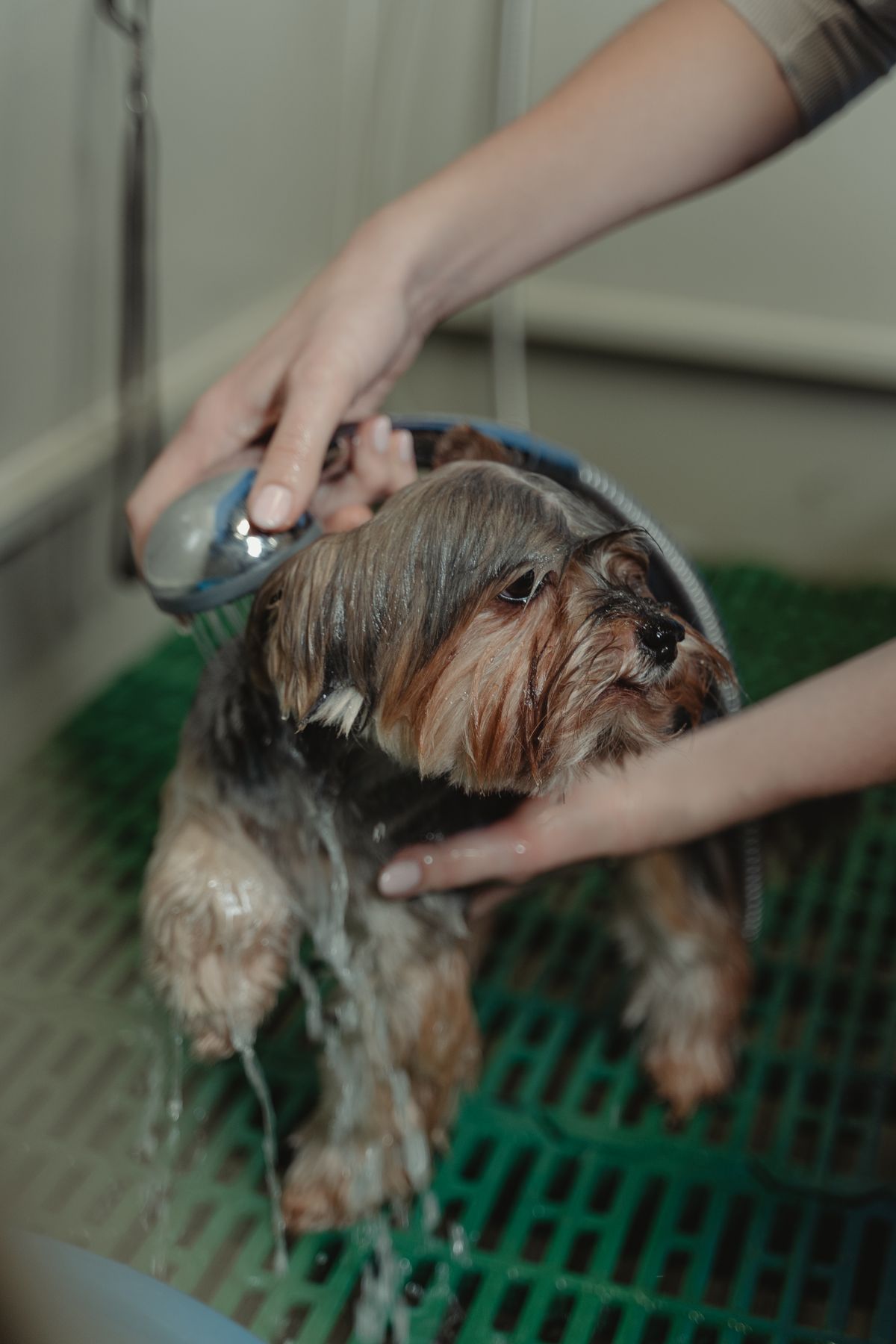 Mãos enxaguando um yorkshire com chuveirinho durante o banho