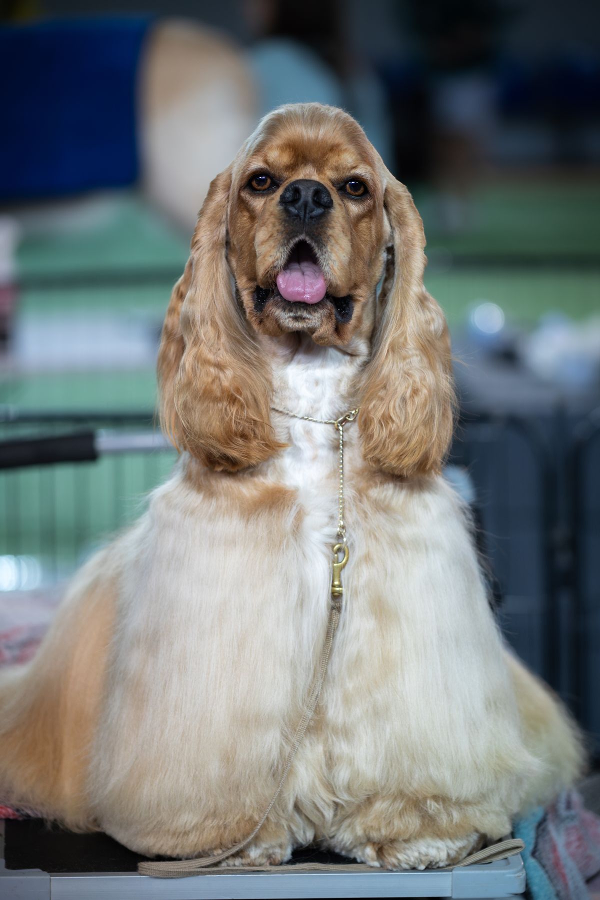 Cocker spaniel de pelagem dourada, longa e alinhada, sentado após a tosa