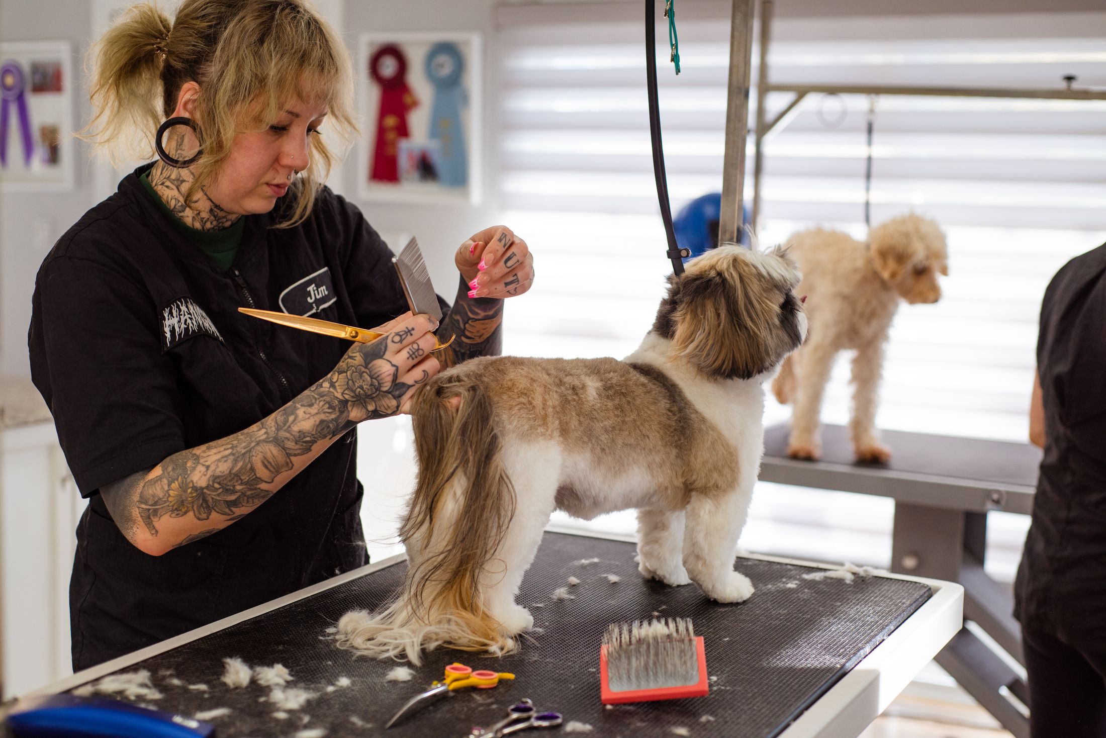 Tosadora aparando um shih tzu na mesa de tosa, com outro cão ao fundo do salão